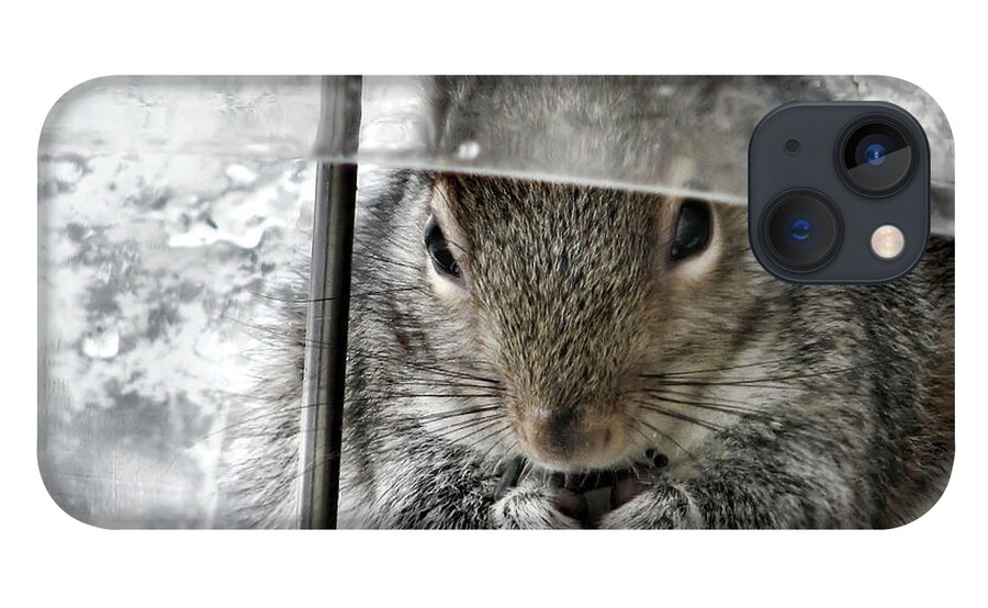 Squirrel iPhone 13 Case featuring the photograph Thief In The Birdfeeder by Rory Siegel