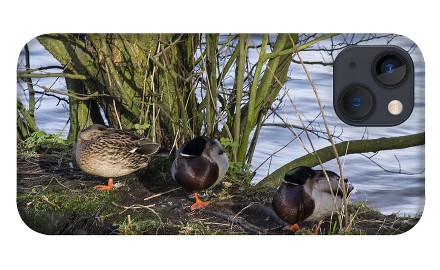  Duck iPhone 13 Case featuring the photograph Three In A Row by Spikey Mouse Photography