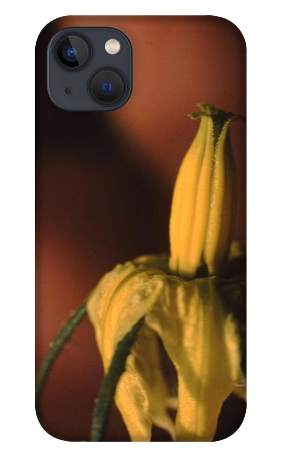 Retro Images Archive iPhone 13 Case featuring the photograph Tomato Blossom by Retro Images Archive