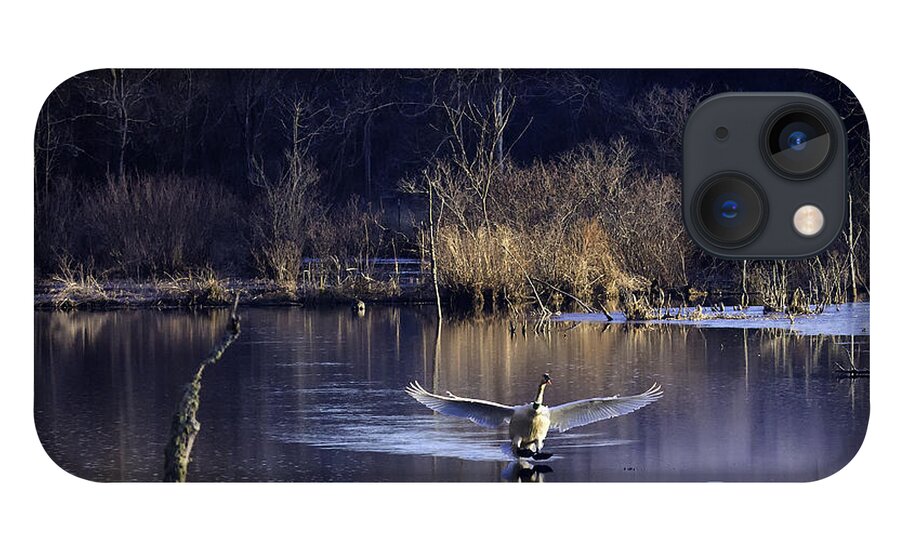 Trumpeter Swan iPhone 13 Case featuring the photograph Touchdown Trumpeter Swan by Michael Dougherty