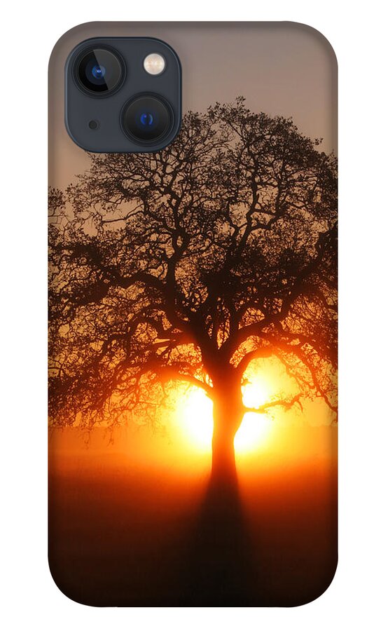 Tree iPhone 13 Case featuring the photograph Tree Fog Sunrise by Robert Woodward