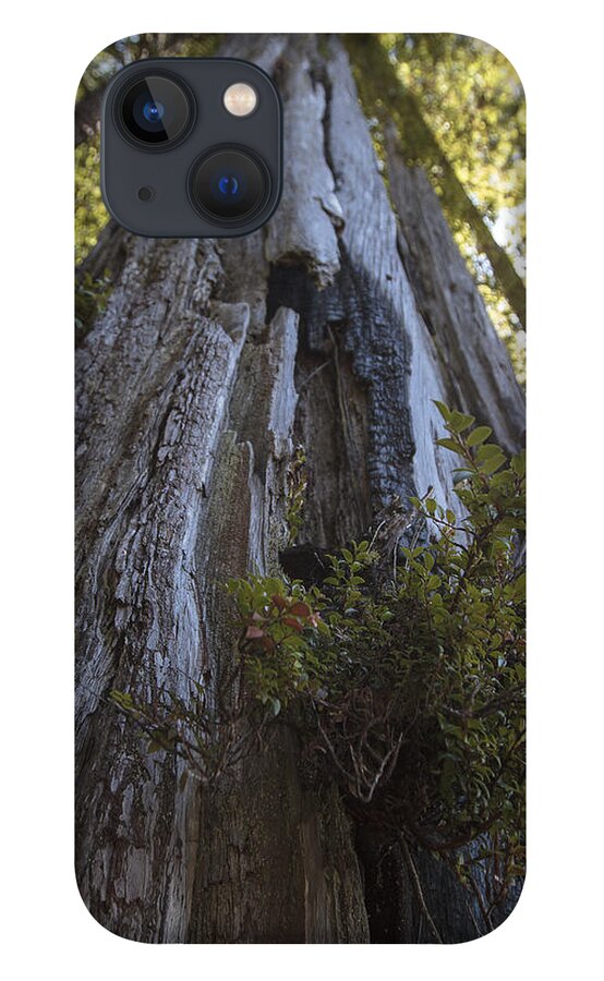 Redwood iPhone 13 Case featuring the photograph Tree of Mystery #1 by Rick Starbuck