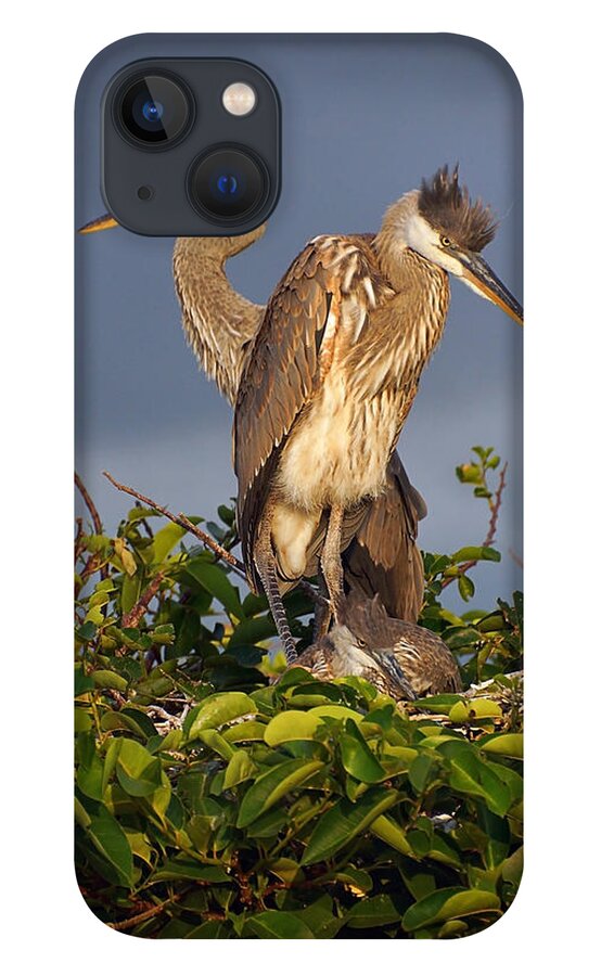Water Bird iPhone 13 Case featuring the photograph Trio of Blue Heron Chicks by Leda Robertson