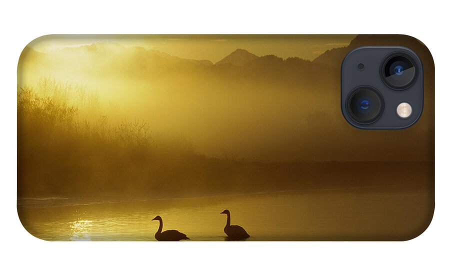 00161030 iPhone 13 Case featuring the photograph Trumpeter Swan Pair at Sunset by Michael Quinton