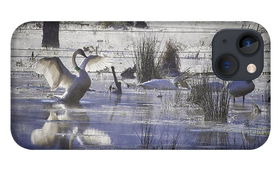 Trumpeter Swans iPhone 13 Case featuring the photograph Trumpeter Swans on Winter Pond by Michael Dougherty