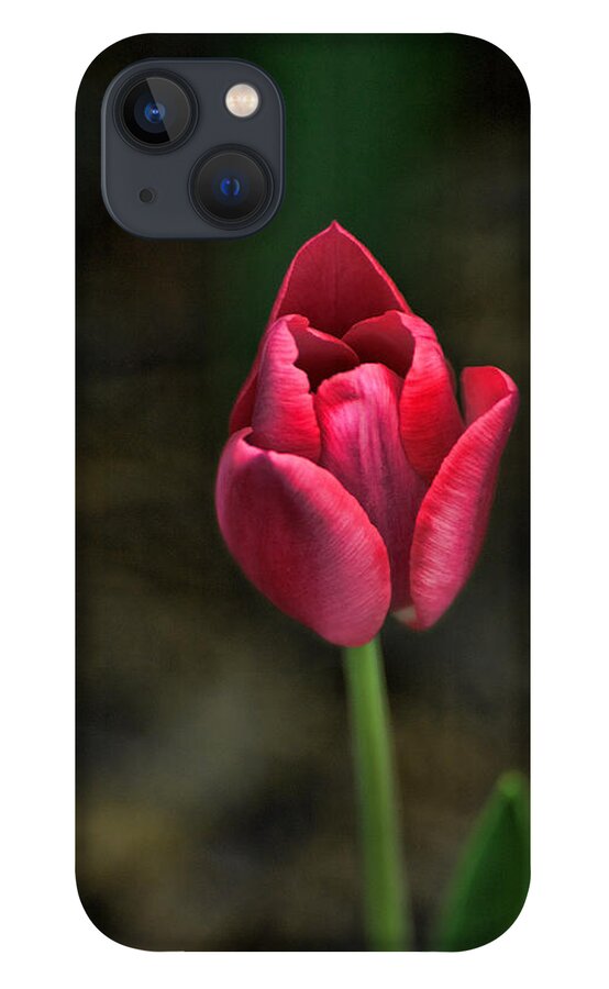 Tulip iPhone 13 Case featuring the photograph Tulip by David Armstrong