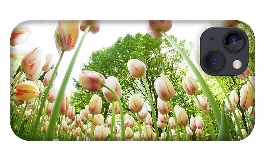 Netherlands iPhone 13 Case featuring the photograph Tulips by Http://www.eenfotograafgezocht.nl