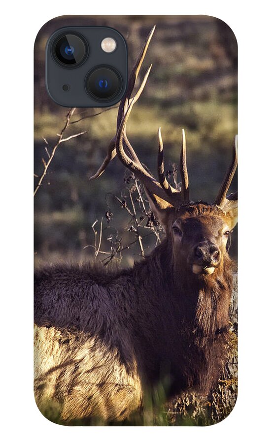 Bull Elk iPhone 13 Case featuring the photograph Twin Forks Up Close by Michael Dougherty