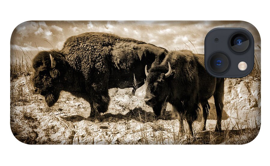 Photograph iPhone 13 Case featuring the photograph Two Buffalo by Richard Gehlbach