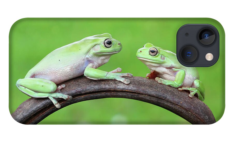 Animal Themes iPhone 13 Case featuring the photograph Two Tree Frogs Sitting On A Plant by Kuritafsheen