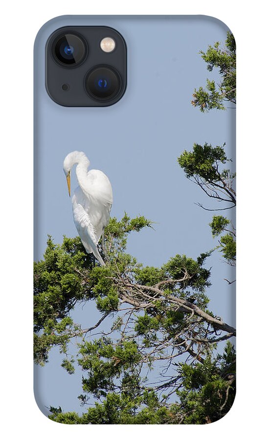 Up A Tree - Gene Zonis iPhone 13 Case featuring the photograph Up A Tree by Gene Zonis