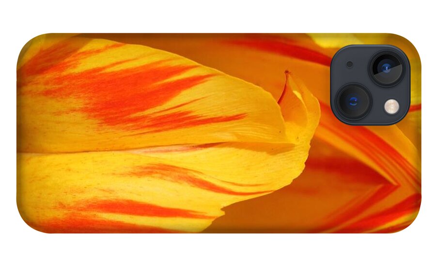 Tulip iPhone 13 Case featuring the photograph Variegated Tulip 2 by Andrea Lazar