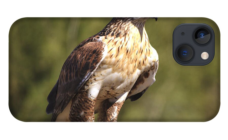Hawk iPhone 13 Case featuring the photograph Vigilent by Mike Stephens