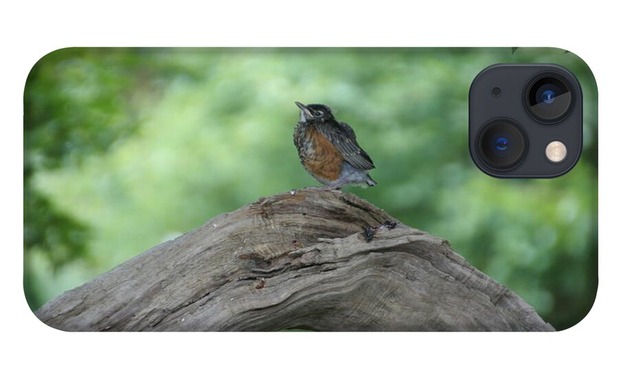 Bird iPhone 13 Case featuring the photograph Baby Robin Waiting for Mom by Valerie Collins