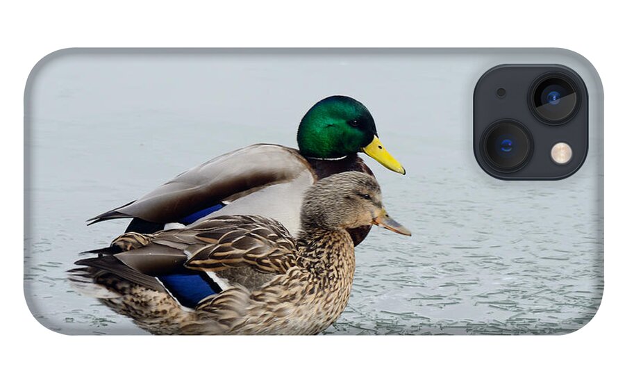 Mallards iPhone 13 Case featuring the photograph Waiting out the Rain by Kae Cheatham