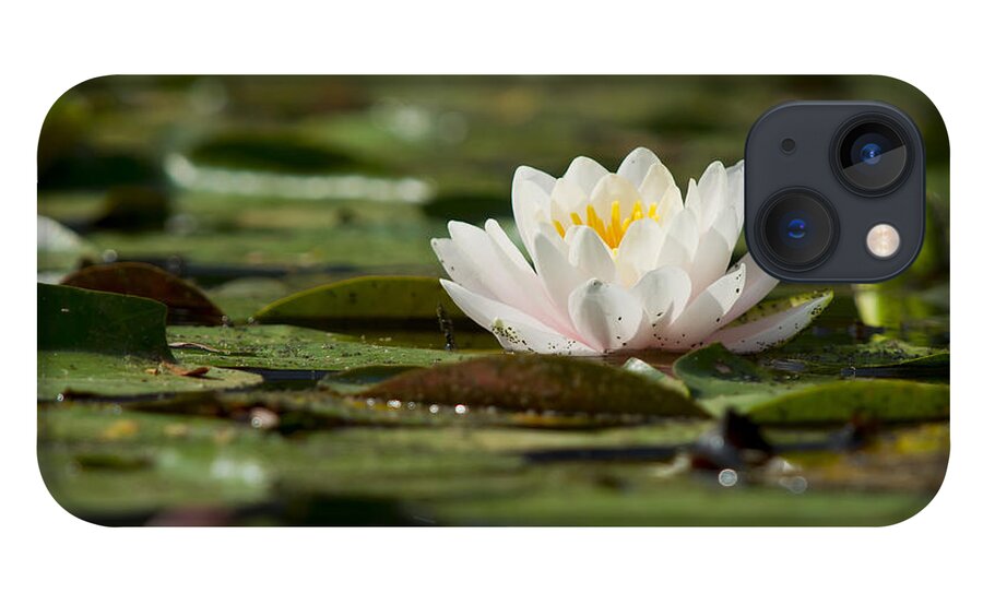 Beauty iPhone 13 Case featuring the photograph Water Lily by Larry Bohlin