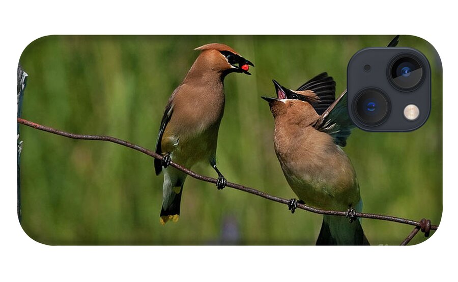 Festblues iPhone 13 Case featuring the photograph Waxwing Love.. by Nina Stavlund