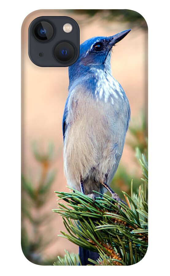 Western iPhone 13 Case featuring the photograph Western Scrub Jay by Nicholas Blackwell