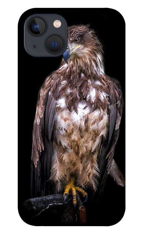 Eagle iPhone 13 Case featuring the photograph Wet Feathers by Ghostwinds Photography