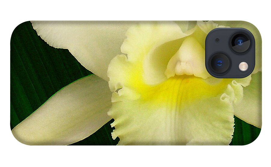 Hawaii Iphone Cases iPhone 13 Case featuring the photograph White Cattleya Orchid by James Temple