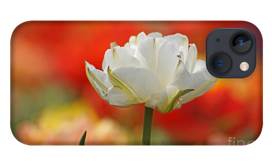 Tulip iPhone 13 Case featuring the photograph White Tulip Weisse gefuellte Tulpe by Eva-Maria Di Bella