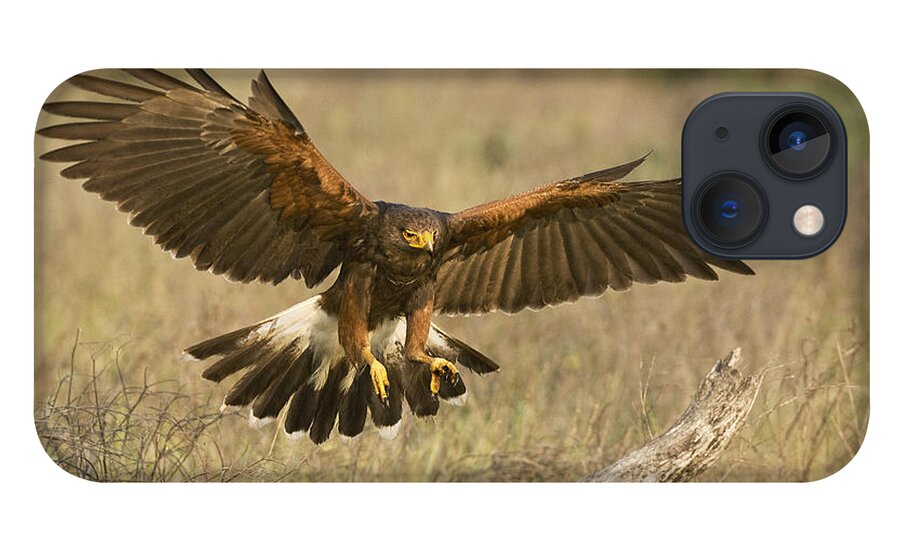 Harris Hawk iPhone 13 Case featuring the photograph Wild Harris Hawk Landing by Dave Welling