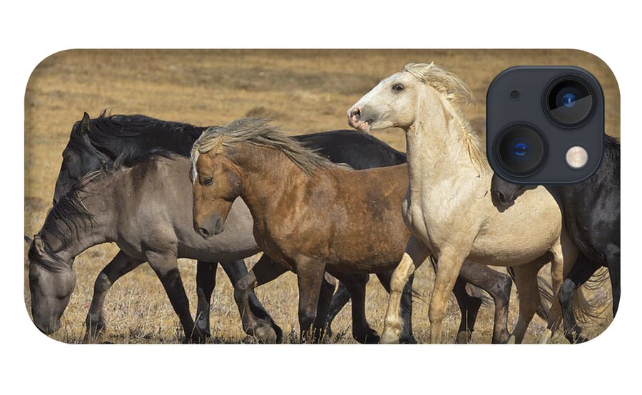 00537206 iPhone 13 Case featuring the photograph Wild Stallion Herd Pryor Mountain by Yva Momatiuk and John Eastcott
