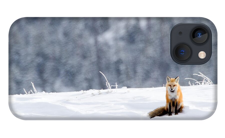 Red Fox iPhone 13 Case featuring the photograph Winter Fox by Max Waugh