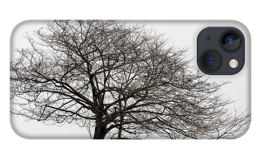 Trees iPhone 13 Case featuring the photograph Winter tree and Stones by Robert Mitchell