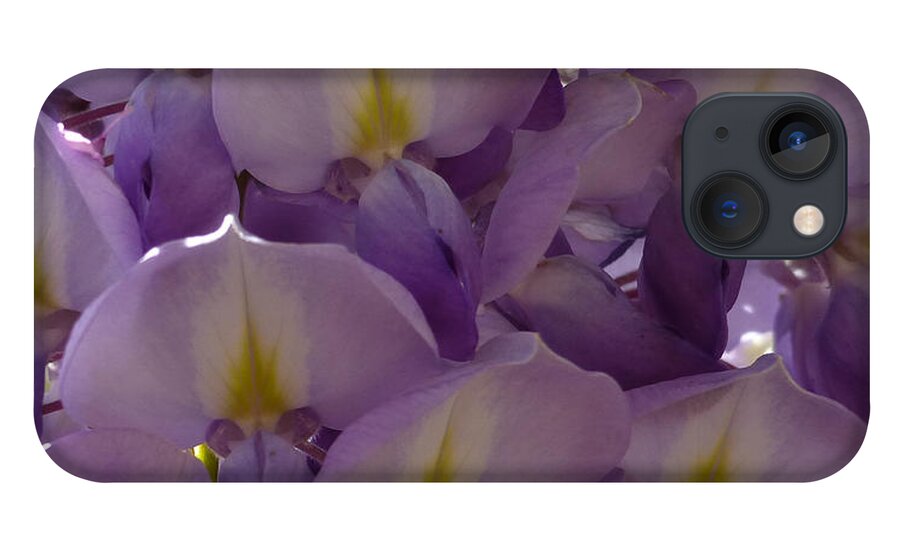 Purple iPhone 13 Case featuring the photograph Wisteria Hysteria by Claudia Goodell