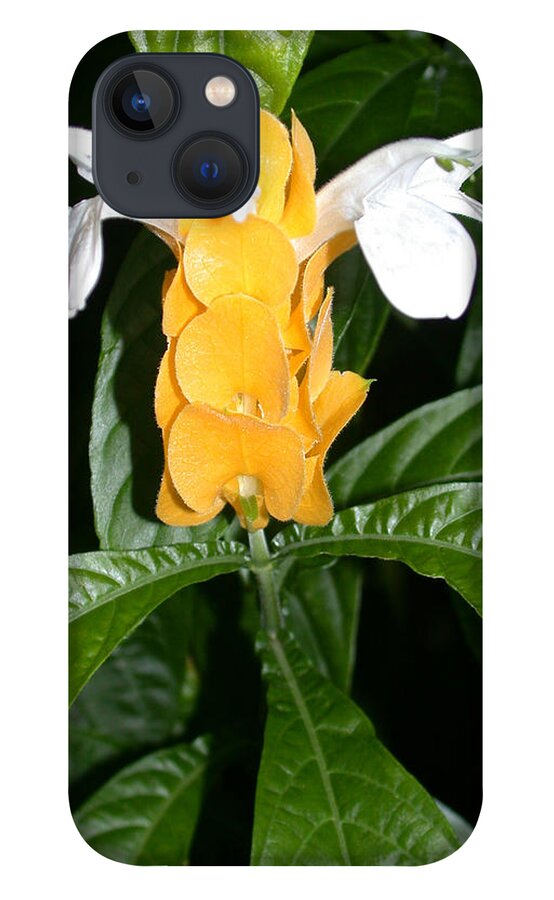 Justicia Brandegeeana iPhone 13 Case featuring the photograph Yellow Shrimp Plant by Shane Bechler