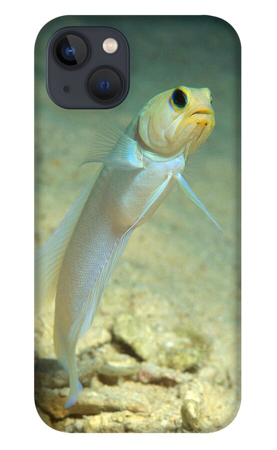 Yellowhead Jawfish iPhone 13 Case featuring the photograph Yellowhead Jawfish by Andrew J. Martinez