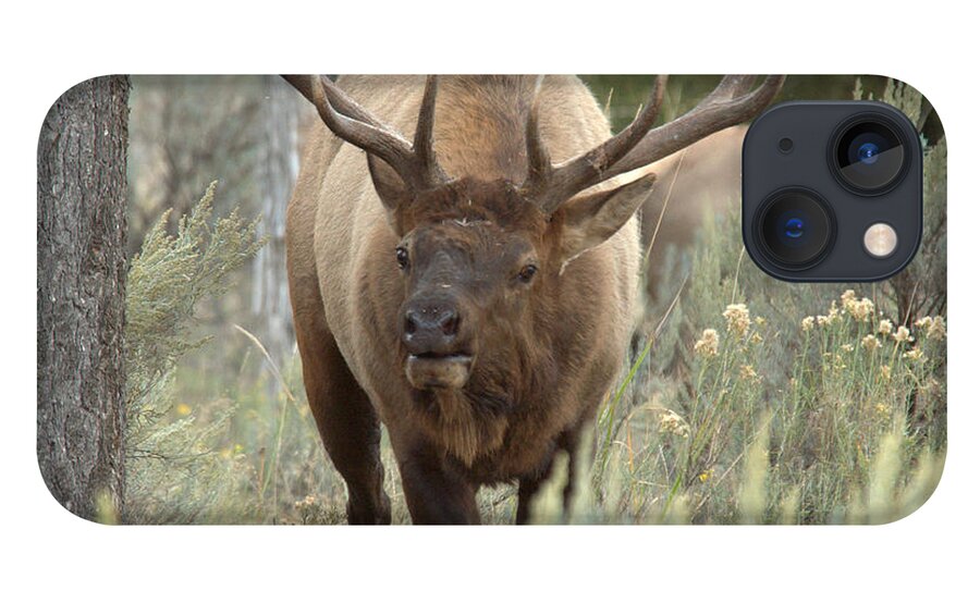 Elk iPhone 13 Case featuring the photograph You Looking At Me by Frank Madia
