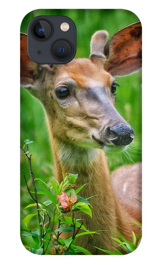 Deer iPhone 13 Case featuring the photograph Young Buck by Winnie Chrzanowski