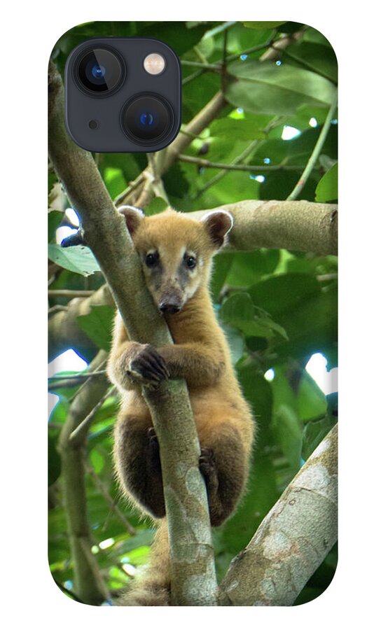 South America iPhone 13 Case featuring the photograph Young Coati Pantanal by Photo By Ferdi Merkx, E-in-motion