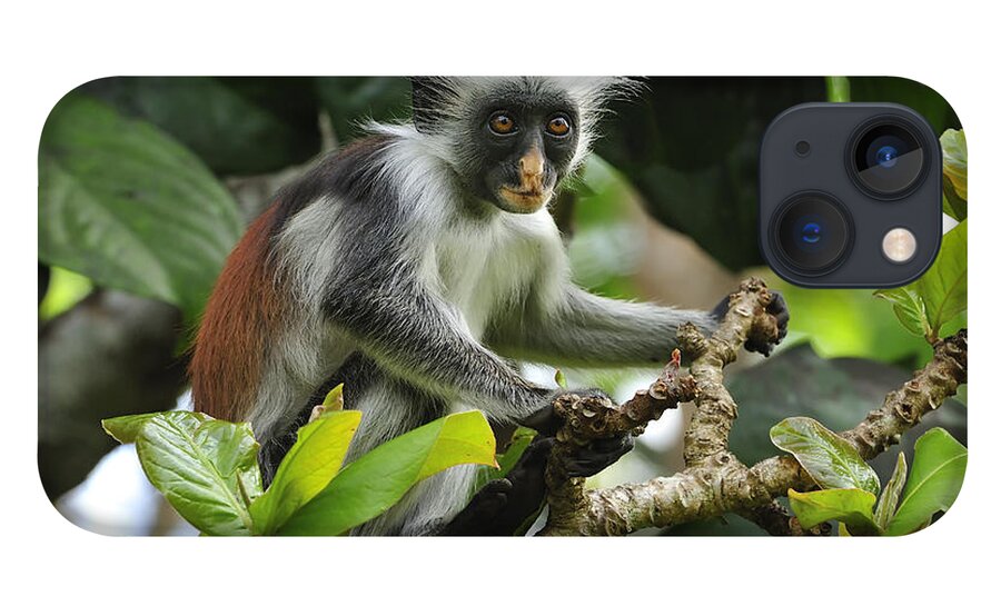 Thomas Marent iPhone 13 Case featuring the photograph Zanzibar Red Colobus Juvenile In Jozani by Thomas Marent