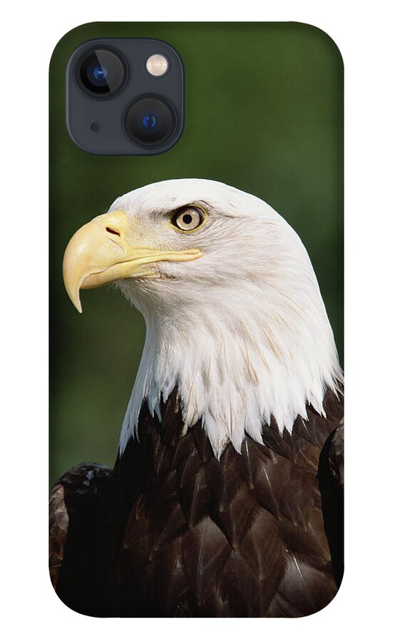 Mp iPhone 13 Case featuring the photograph Bald Eagle Haliaeetus Leucocephalus #1 by Konrad Wothe