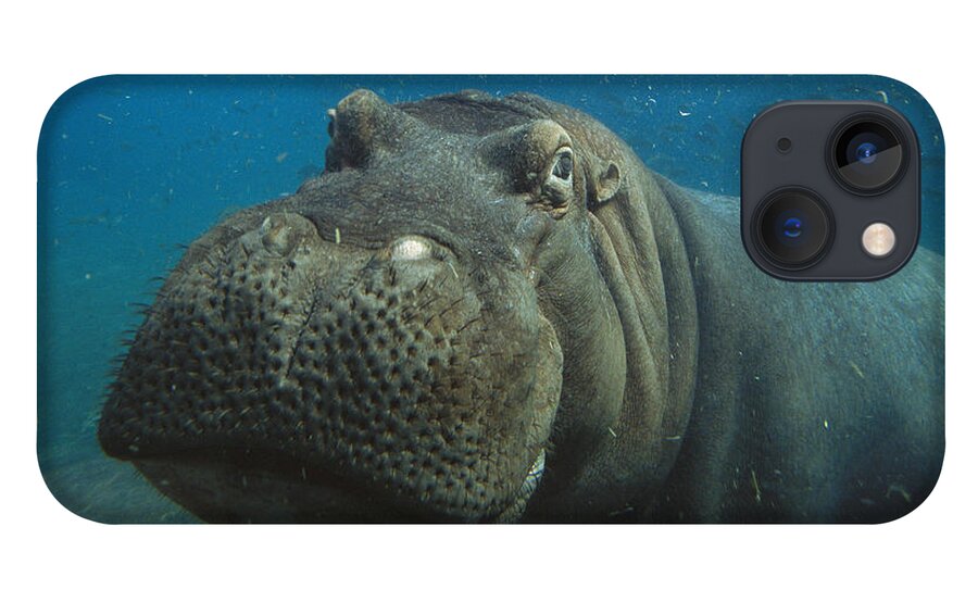 Mp iPhone 13 Case featuring the photograph East African River Hippopotamus #1 by San Diego Zoo