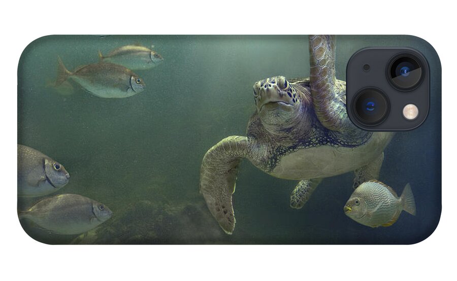 Mp iPhone 13 Case featuring the photograph Green Sea Turtle Chelonia Mydas #1 by Tim Fitzharris