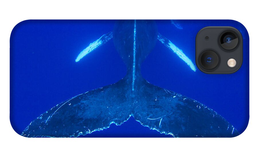00999186 iPhone 13 Case featuring the photograph Humpback Whale Pair Maui Hawaii #1 by Flip Nicklin