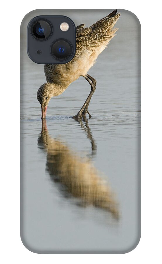 00429697 iPhone 13 Case featuring the photograph Marbled Godwit Foraging Zmudowski State #1 by Sebastian Kennerknecht