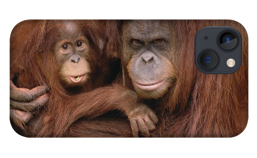 Mp iPhone 13 Case featuring the photograph Orangutan Pongo Pygmaeus Mother by Gerry Ellis