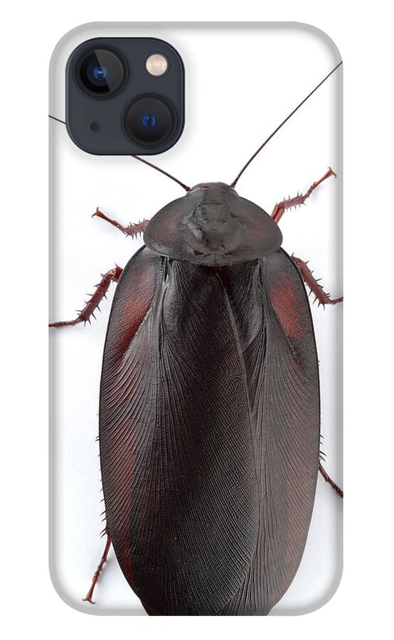 00478973 iPhone 13 Case featuring the photograph Wood Cockroach Barbilla Np Costa Rica #1 by Piotr Naskrecki