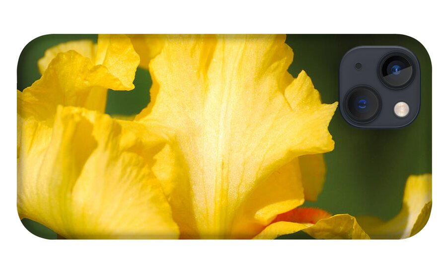 Beautiful Iris iPhone 13 Case featuring the photograph Yellow and White Iris by Jai Johnson