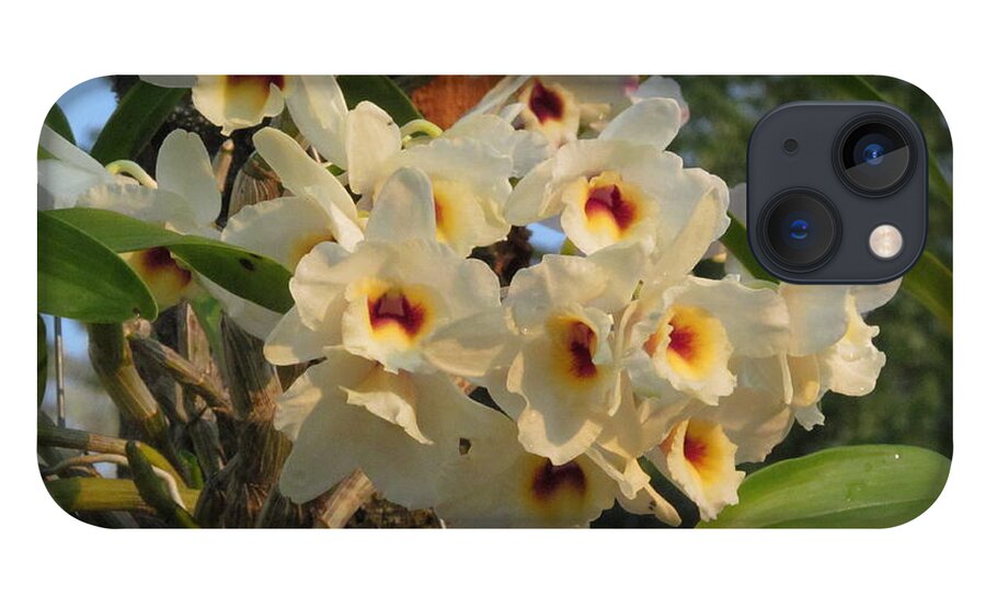Orchid iPhone 13 Case featuring the photograph Dendrobium Orchid #3 by Alfred Ng