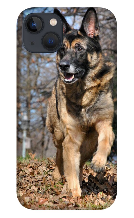 Animal iPhone 13 Case featuring the photograph German Shepherd by Jai Johnson