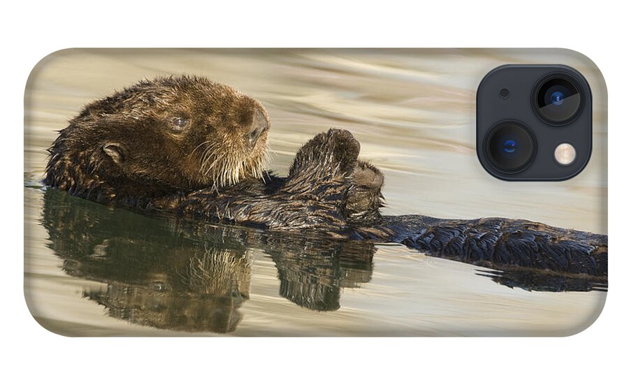 00429660 iPhone 13 Case featuring the photograph Sea Otter Elkhorn Slough Monterey Bay #4 by Sebastian Kennerknecht