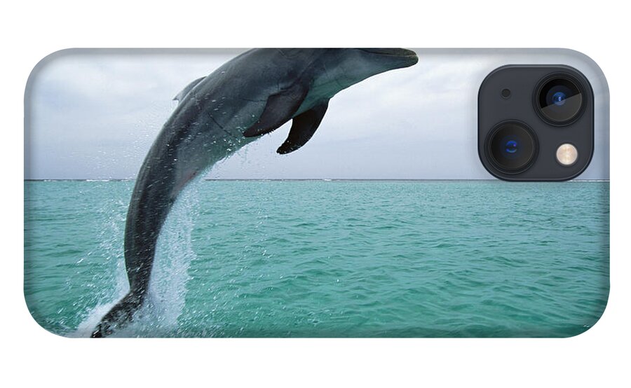 Mp iPhone 13 Case featuring the photograph Bottlenose Dolphin Tursiops Truncatus #5 by Konrad Wothe