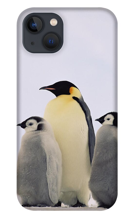 Mp iPhone 13 Case featuring the photograph Emperor Penguin Aptenodytes Forsteri #5 by Konrad Wothe