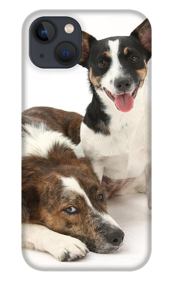 Animal iPhone 13 Case featuring the photograph Dogs by Mark Taylor